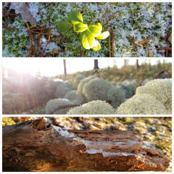 14632973_10154609323828991_6199440096057100308_n