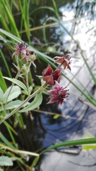 68794226_342257373325919_7871649960838561792_n